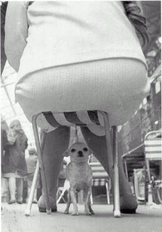 le chien