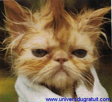 le chat