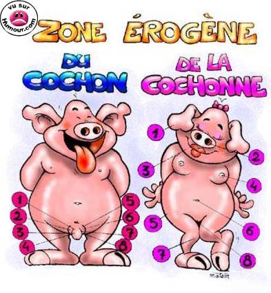 le cochon