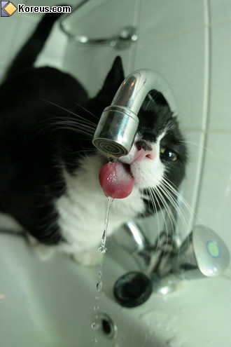 le chat