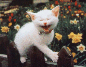 le chat
